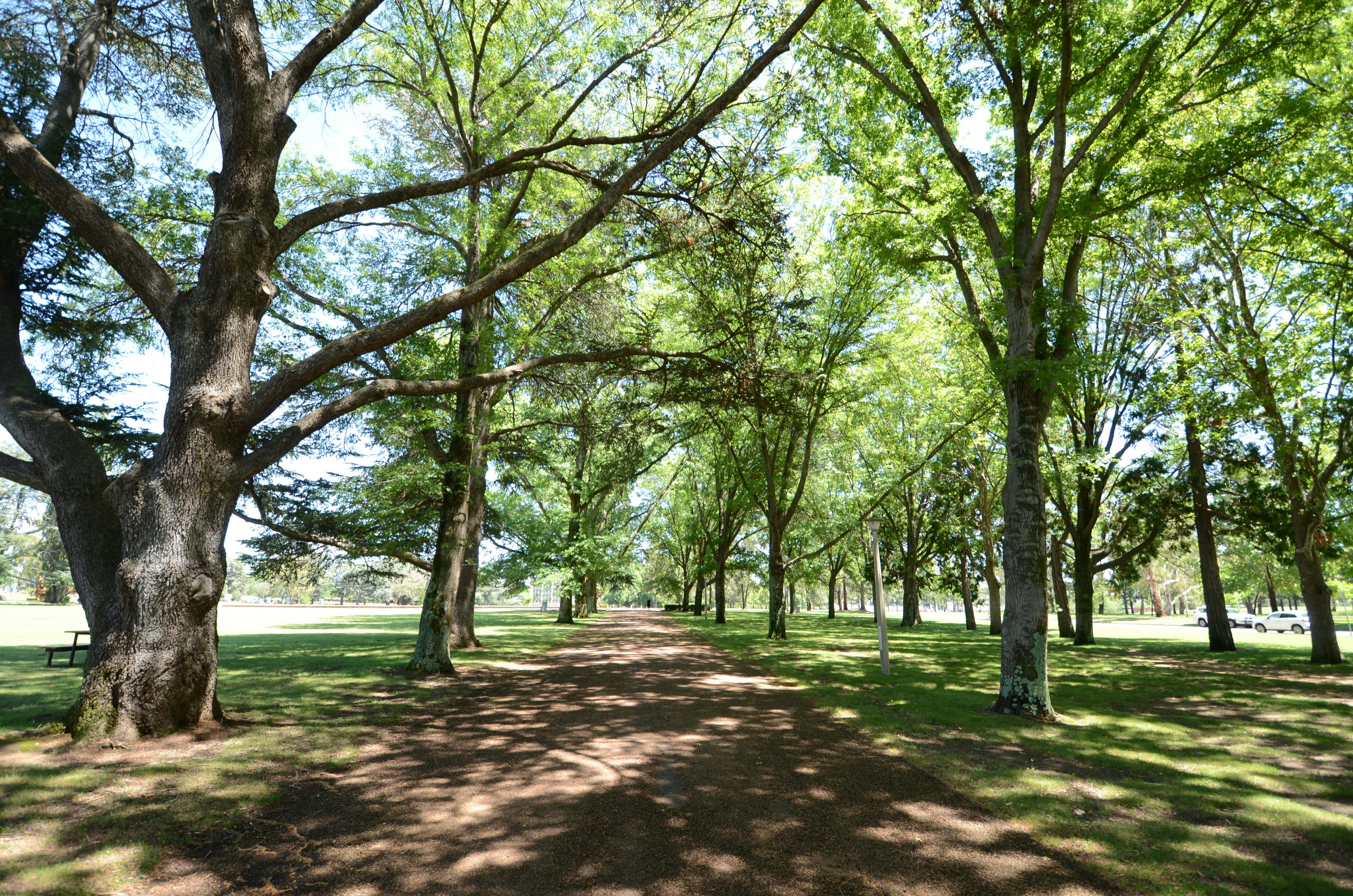 Urban park with trees and path